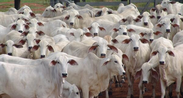 Pecuaristas de MT seguram fêmeas nas fazendas e reduzem abates totais no Estado, diz Agrifatto