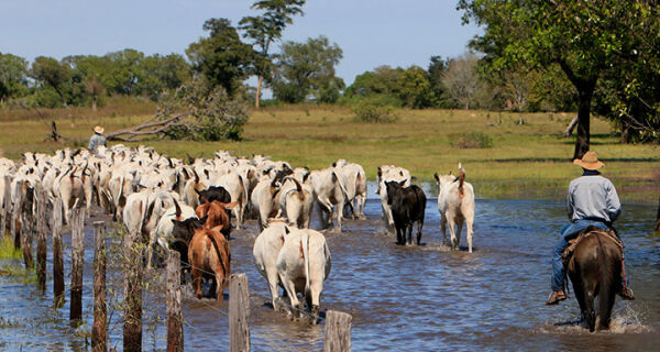 Com faturamento de R$ 1,83 bi/ano, a pecuária é a atividade que mais gera empregos no Pantanal