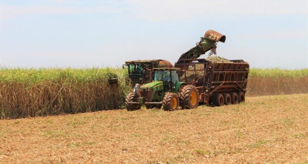 Principais culturas agrícolas de MS têm aumento de área e previsão de produção maior na safra 24/25