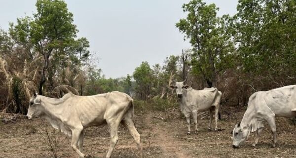 Seca deste ano é a maior da história e afeta 59% do País, castigando sobretudo o Pantanal