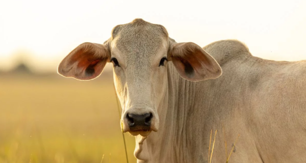 Lentidão no escoamento da carne põe mercado brasileiro do boi gordo em banho-maria