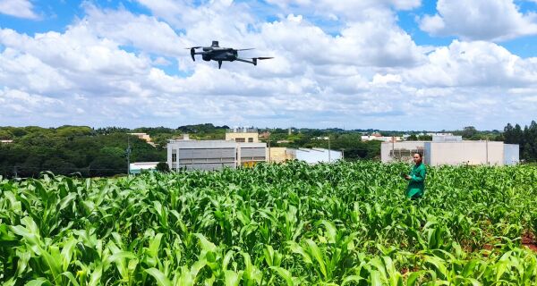 Uso de drones acelera melhoramento genético de plantas de milho em busca de tolerância à seca