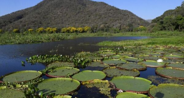 STF manda MS usar sistema nacional para autorizar supressão de vegetação