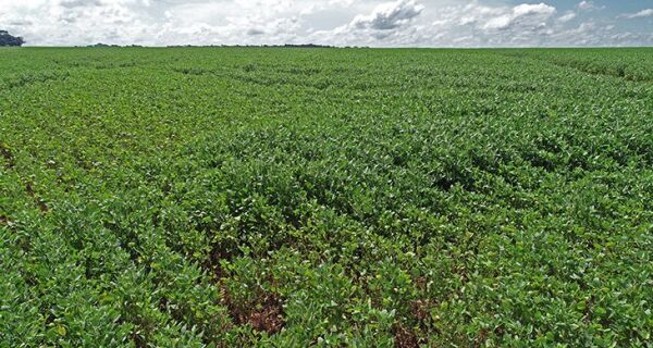 Mais de 70% das lavouras de soja apresentam boas condições de desenvolvimento