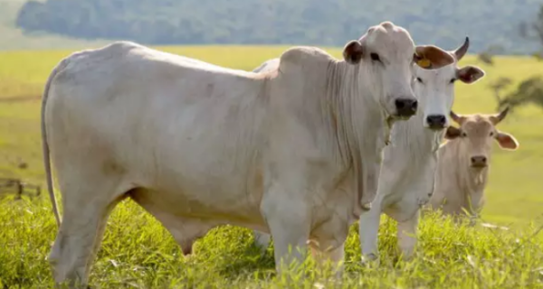 Mercado do boi em compasso de espera; salário na conta pode ativar demanda pela carne