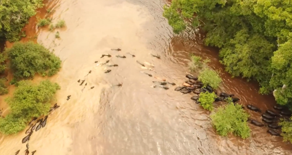 Em MS, comitiva brangus conclui viagem de 46 dias cortando o Pantanal Sul