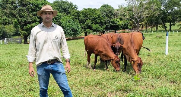 Rusticidade e produção leiteira para adaptação ao clima do Cerrado