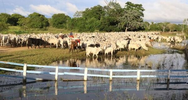 Governo regulamenta Fundo Clima Pantanal com aporte inicial de R$ 40 milhões