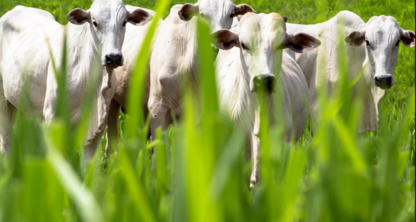 Redução das emissões de gases de efeito estufa pela agropecuária de MS é destaque em anuário 