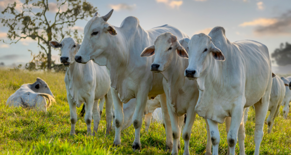 Valor Bruto da Produção do agro alcançou R$ 1,41 trilhão em janeiro