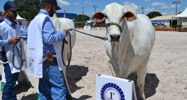 Nelore mocho e nelore pintado divulgam programação de julgamento na Expogrande