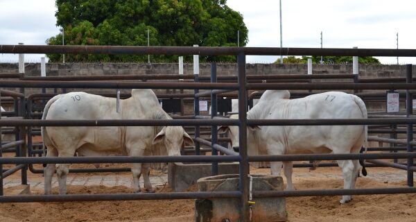 Acrissul abre dia 29 de março o circuito de leilões da Expogrande 2025