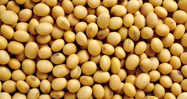 Safra é estimada em 332,9 milhões de toneladas influenciada por boa produção de soja, milho e arroz