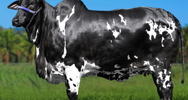 Vaca Ibiza FIV Surreal bate recorde no Nelore Pelagens com R$ 15,2 milhões  