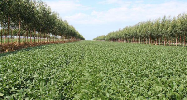 Novo mapa mostra onde há maior potencial para agricultura no Brasil