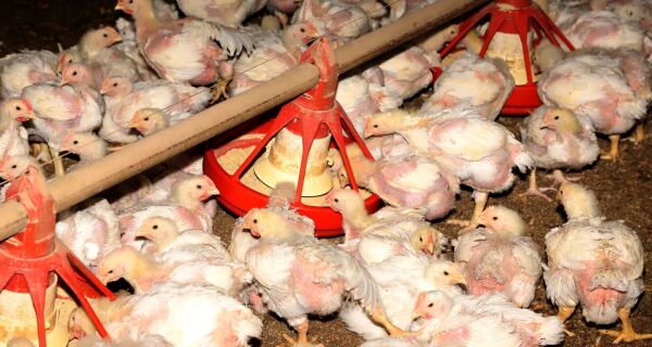 Deliberação na Sudeco que dá mais segurança aos produtores integrados na busca por crédito
