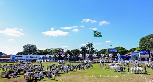 Vaca de Sidrolândia (MS) fica com título de Reservada Grande Campeã na Expozebu