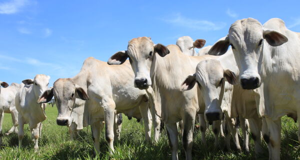 Desmame eficiente requer planejamento para garantir bem-estar dos animais