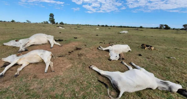 Proximidade de frio intenso renova alerta para risco de morte de animais por hipotermia