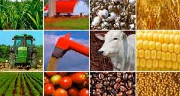 Preço ao produtor agropecuário sobe mais de 20% no 1&ordm; trimestre