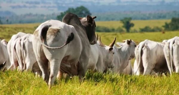 Scot identifica nova queda do boi gordo em SP e Agrifatto aponta altas da arroba em MS, MT e PR