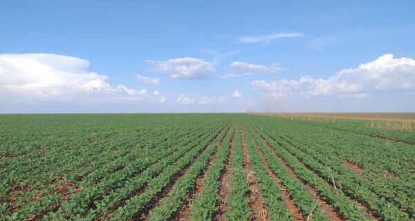 Vazio sanitário da soja começa no dia 15 de junho em Mato Grosso do Sul