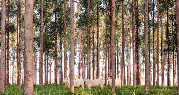Sistema com árvores neutraliza emissões de metano de mais de dois bovinos por hectare