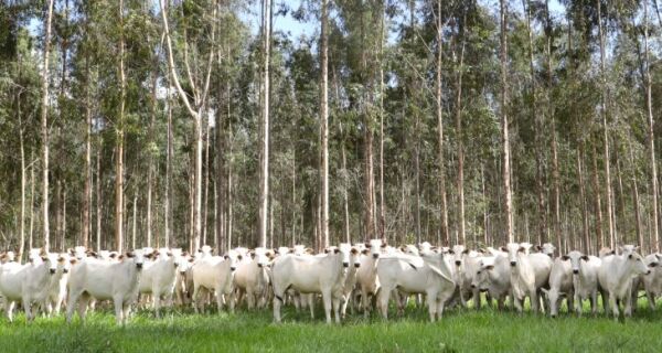 Campanha de vacinação contra brucelose reforça cuidados com saúde animal e humana em MS