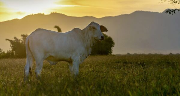 Chegada do frio tira boiadas gordas das fazendas e reacende "fantasma" de baixa nos preços da arroba