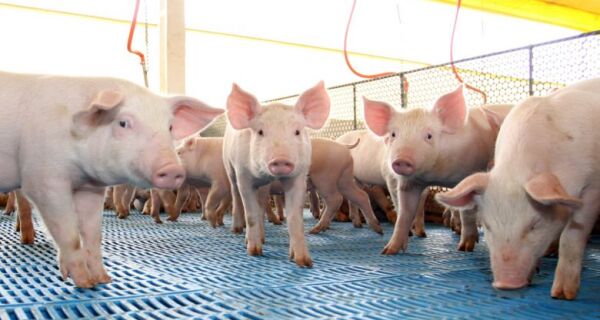 Suinocultura brasileira segue em expansão e valorização do consumo interno