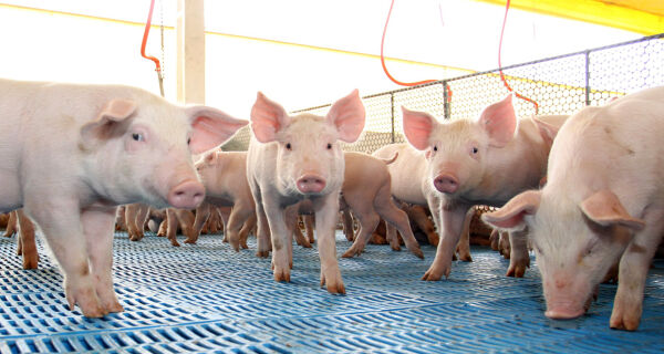 Entre as carnes brasileiras exportadas, suína foi a que mais se valorizou no 1&ordm; semestre