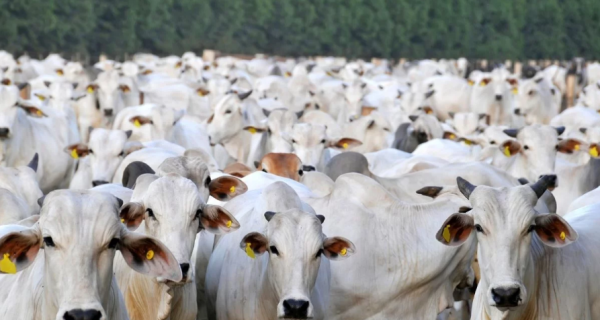 Pecuária de corte ganha nova entidade nacional