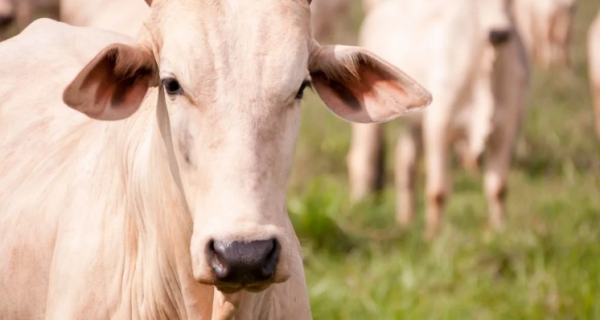 Tarifaço dos EUA pode causar efeito dominó e redirecionar carne bovina brasileira