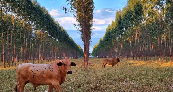 Ferramenta auxilia a gestão florestal em sistemas integrados de produção