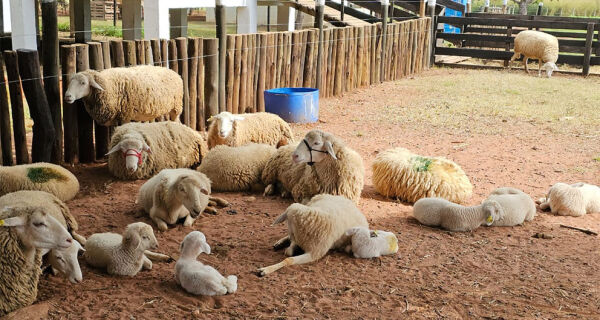 Projeto da agricultura familiar busca fortalecer a ovinocultura em MS