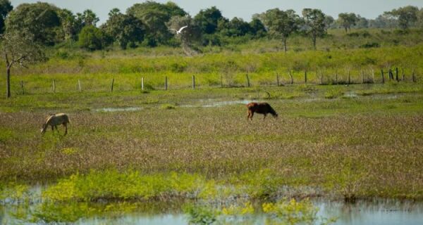 Governo publica edital do PSA Pantanal e produtores podem se inscrever a partir do dia 18 de julho