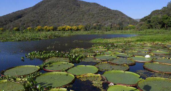 Governo de MS destina R$ 30 milhões para propriedades com vegetação nativa excedente no Pantanal