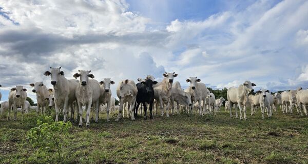 Pantanal sul-mato-grossense terá plano de fortalecimento para todas as cadeias pecuárias