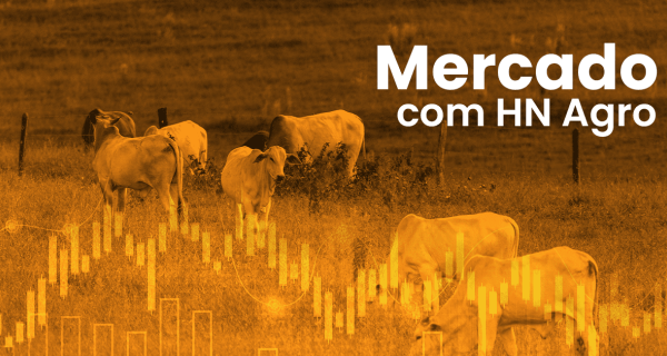 Ágio do bezerro em alta, o cenário ainda é positivo para compra?