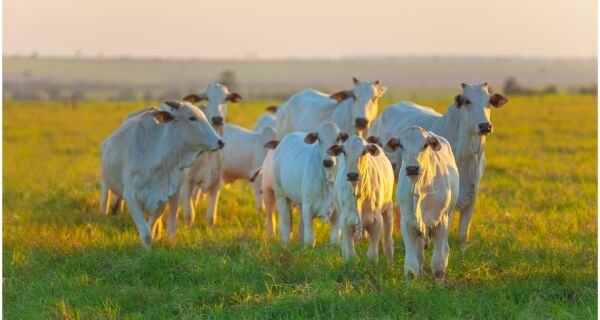Repronutri 2025 abordará o futuro da pecuária em dois dias de imersão em Campo Grande