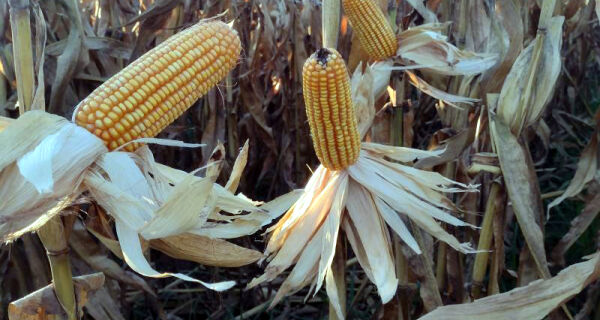 Milho: área colhida alcançou 10,2% do total estimado em MS