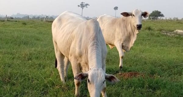 Mercado do boi gordo abre a semana com estabilidade
