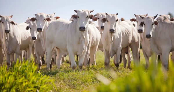 Brasil bate recorde de abate de bovinos no primeiro trimestre de 2025
