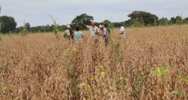 Antecipasto eleva em até 5 arrobas por hectare o ganho de peso de bovinos na entressafra da soja