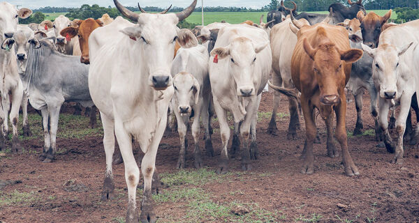 Produção de carne bovina não acompanha avanço das exportações