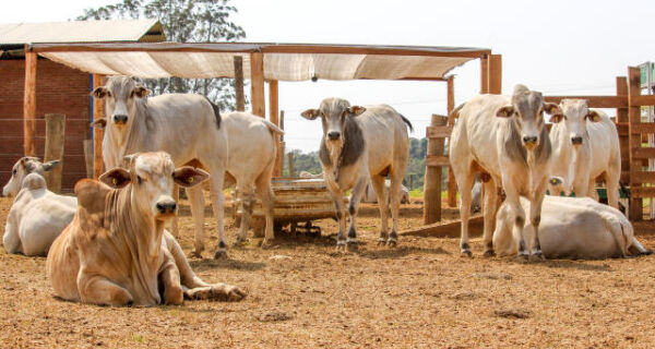 Ciclo de alta dos bovinos eleva custo de confinamento no país