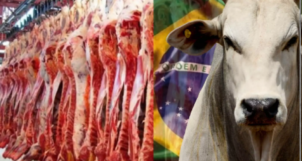Tarifaço dos EUA: BB avalia que frigoríficos conseguirão redirecionar exportações de carne bovina