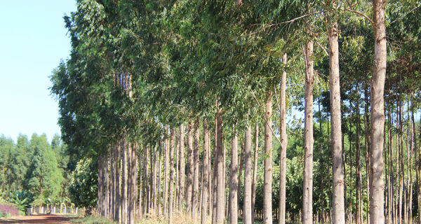 Planilha calcula custo de produção e tratamento da madeira na propriedade rural