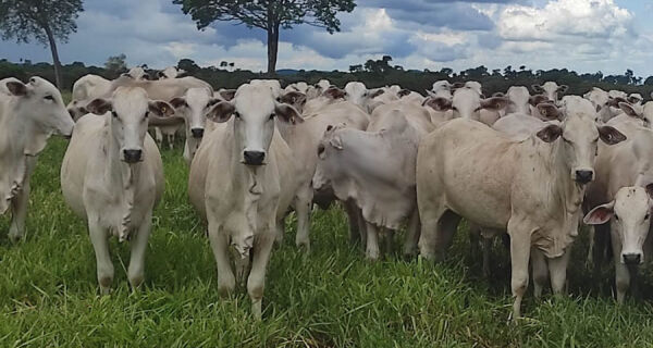 Novo indutor de ovulação aumenta em até 9% a taxa de prenhez em vacas