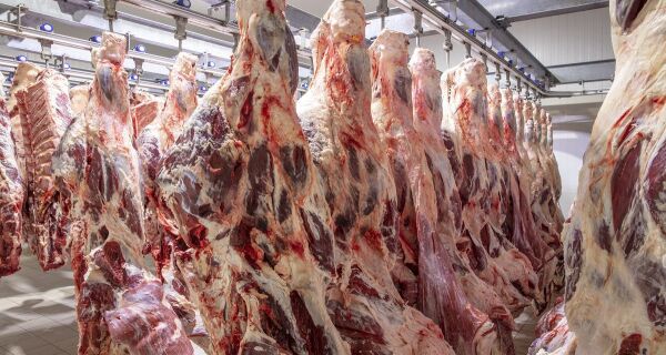 Fundamentos de baixa, como queda do dólar e consumo doméstico fraco, dominam o mercado do boi gordo